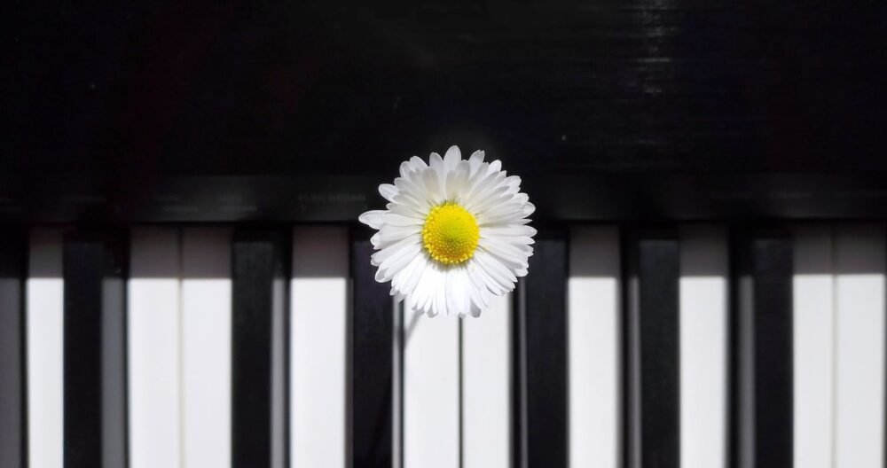 white daisy in bloom on top of piano